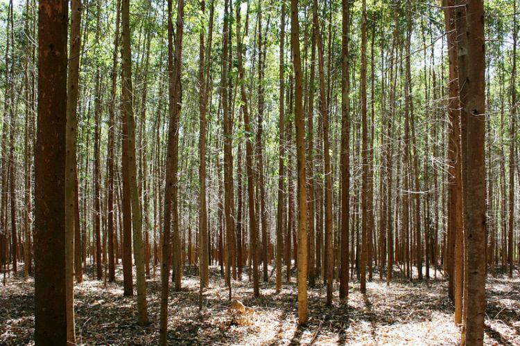 തോട്ടഭൂമികളുടെ കരം സ്വീകരിക്കൽ: മന്ത്രിയെയും  ഹൈകോടതിയെയും മറികടന്ന്​ കലക്​ടർ